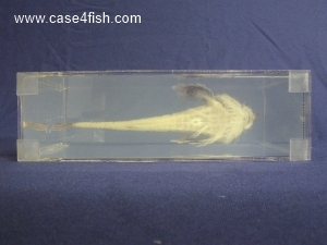 Foto Galerie/Perciformes/Cottoidei/Agonus cataphractus/Agonus cataphractus_08_S.jpg